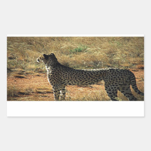 Sticker Rectangulaire Samburu Cheetah