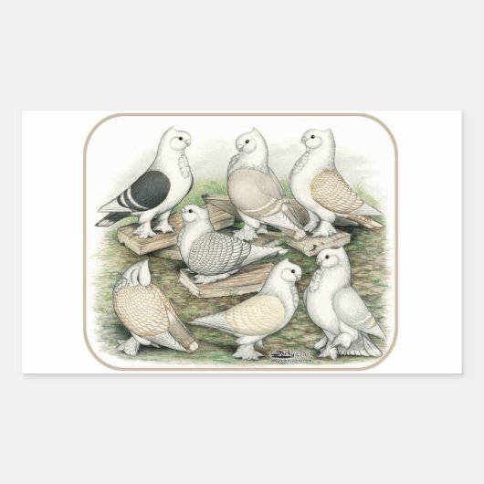 Sticker Rectangulaire Satinettes de pigeons de frill classique (Devant)
