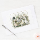 Sticker Rectangulaire Satinettes de pigeons de frill classique (Enveloppe)
