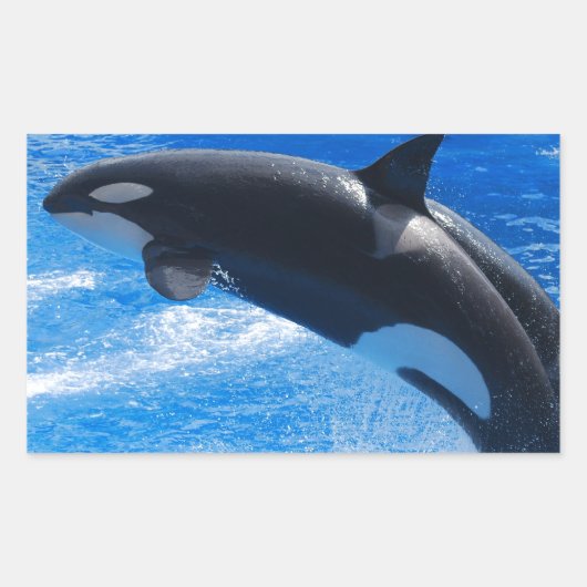 Sticker Rectangulaire Sauter Orca Whale (Devant)