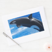 Sticker Rectangulaire Sauter Orca Whale (Enveloppe)
