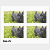 Sticker Rectangulaire Scottish Terrier (Feuille)