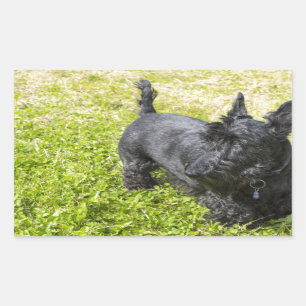 Sticker Rectangulaire Scottish Terrier