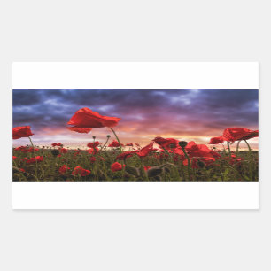 Sticker Rectangulaire Se rappeler le champ de des pavots