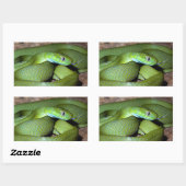 Sticker Rectangulaire Serpent de chat vert (Feuille)