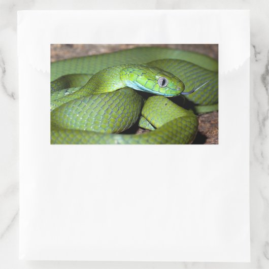 Sticker Rectangulaire Serpent de chat vert (Sac)