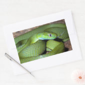 Sticker Rectangulaire Serpent de chat vert (Enveloppe)