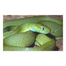 Serpent de chat vert