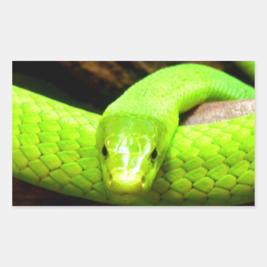 Sticker Rectangulaire serpent mamba vert Attendez l'amour en paix (Devant)