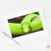 Sticker Rectangulaire serpent mamba vert Attendez l'amour en paix (Enveloppe)