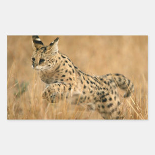 Sticker Rectangulaire Serval (Leptailurus Serval) en train de sauter