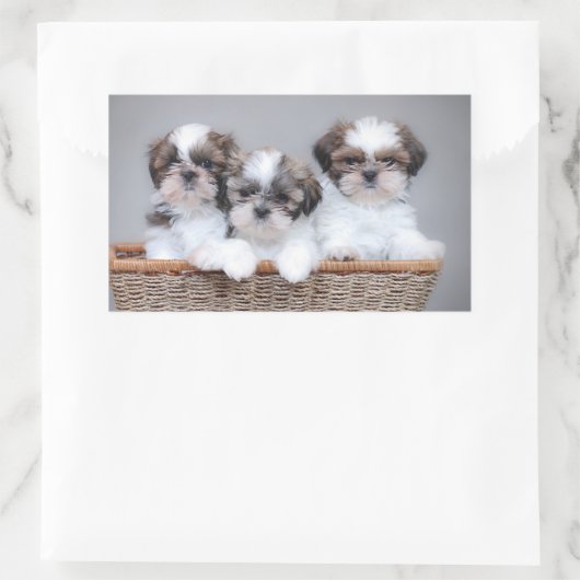 Sticker Rectangulaire Shih Tzu puppies (Sac)