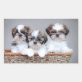 Sticker Rectangulaire Shih Tzu puppies (Devant)