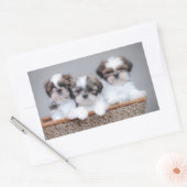 Sticker Rectangulaire Shih Tzu puppies (Enveloppe)