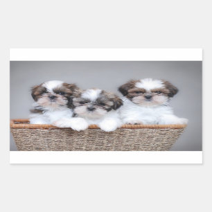 Sticker Rectangulaire Shih Tzu puppies