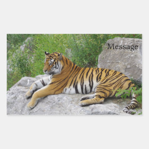Sticker Rectangulaire Siberian Tiger Relaxing on a Rock