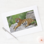 Sticker Rectangulaire Siberian Tiger Relaxing on a Rock (Enveloppe)