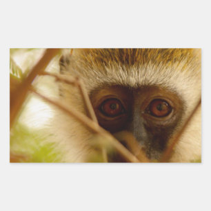 Sticker Rectangulaire Singe effronté.