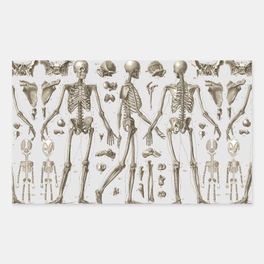 Sticker Rectangulaire Skeletons de l'Encyclopedia Brockhaus & Efron (Devant)