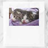 Sticker Rectangulaire Sleepy kittens (Sac)