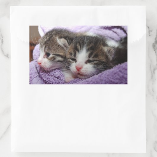Sticker Rectangulaire Sleepy kittens (Sac)