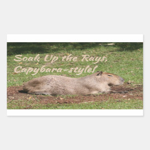 Sticker Rectangulaire Soak Up the Rays, à la Capybara !
