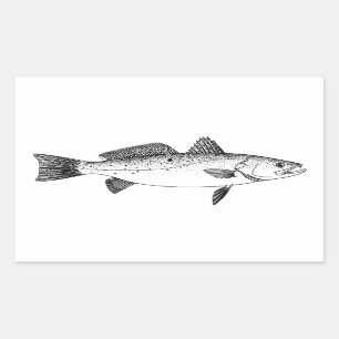 Sticker Rectangulaire Spotted Seatrout - truite mouchetée Vintage Line A