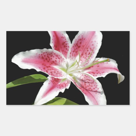 Sticker Rectangulaire Stargazer Lily (Devant)