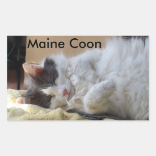 Sticker Rectangulaire Sticule de chat en coton du Maine couchant