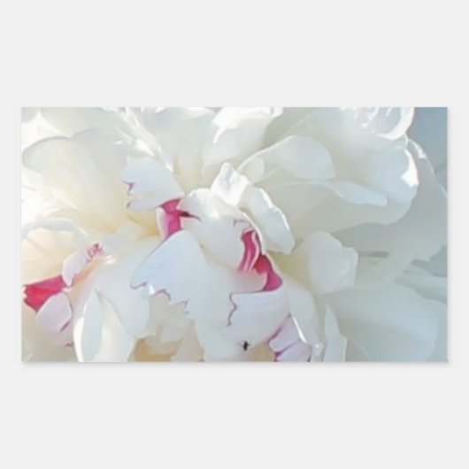 Sticker Rectangulaire Sticule Rectangle de pivoine romantique (Devant)