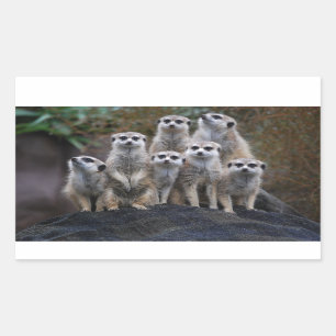 Sticker Rectangulaire Suricate Animal Safari Afrique Mignon