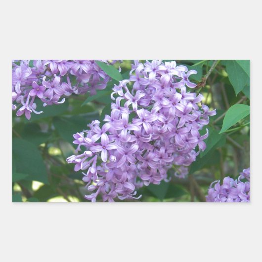 Sticker Rectangulaire Sweet Smelling Lilac (Devant)