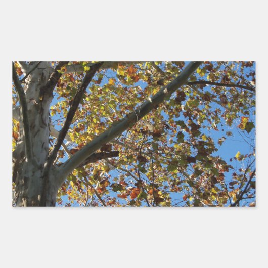 Sticker Rectangulaire Sycamore en automne contre un ciel bleu (Devant)