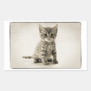 Sticker Rectangulaire Tabby Kitty