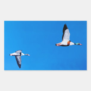 Sticker Rectangulaire Tadorne commune