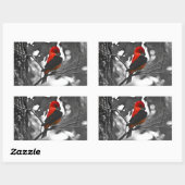 Sticker Rectangulaire Tangara écarlate mâle (Feuille)