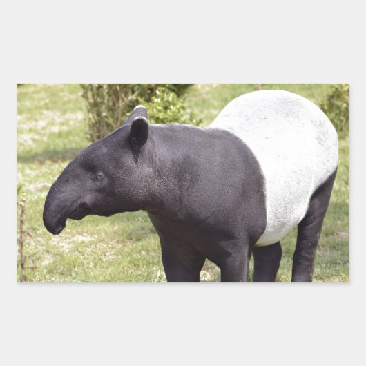 Sticker Rectangulaire Tapir malais sur herbe (Devant)