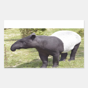 Sticker Rectangulaire Tapir malais sur herbe