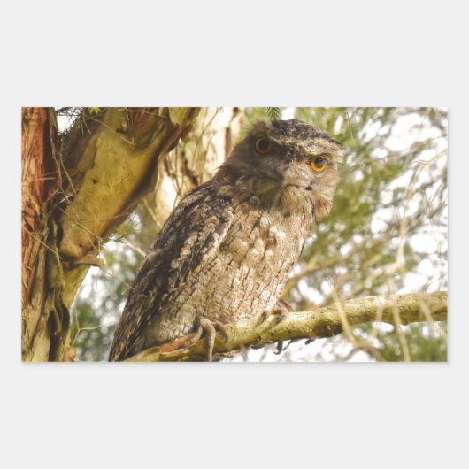 STICKER RECTANGULAIRE TAWNY FROGMOUTH QUEENSLAND AUSTRALIE (Devant)