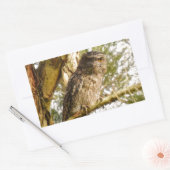 STICKER RECTANGULAIRE TAWNY FROGMOUTH QUEENSLAND AUSTRALIE (Enveloppe)