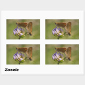 Sticker Rectangulaire Thymelicus lineola (Feuille)