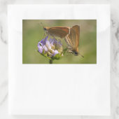 Sticker Rectangulaire Thymelicus lineola (Sac)