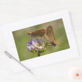 Sticker Rectangulaire Thymelicus lineola (Enveloppe)