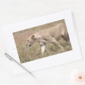 Sticker Rectangulaire tige de lion (Enveloppe)