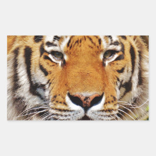Sticker Rectangulaire Tigre