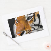 Sticker Rectangulaire Tigre (Enveloppe)