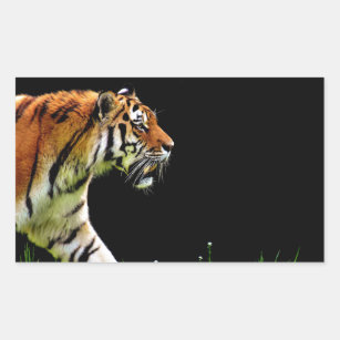 Sticker Rectangulaire Tigre approchant - Oeuvres d'art d'animaux sauvage
