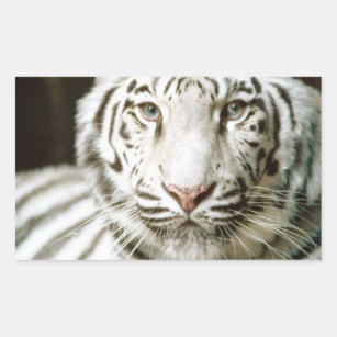 Sticker Rectangulaire Tigre blanc