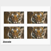 Sticker Rectangulaire Tigre de Sibérie (Feuille)