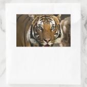 Sticker Rectangulaire Tigre de Sibérie (Sac)